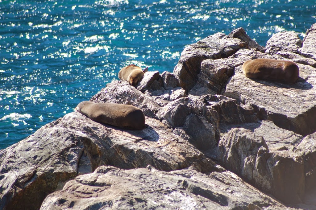 Seals at Milford Sound - New Zealand - Itinerary Planner