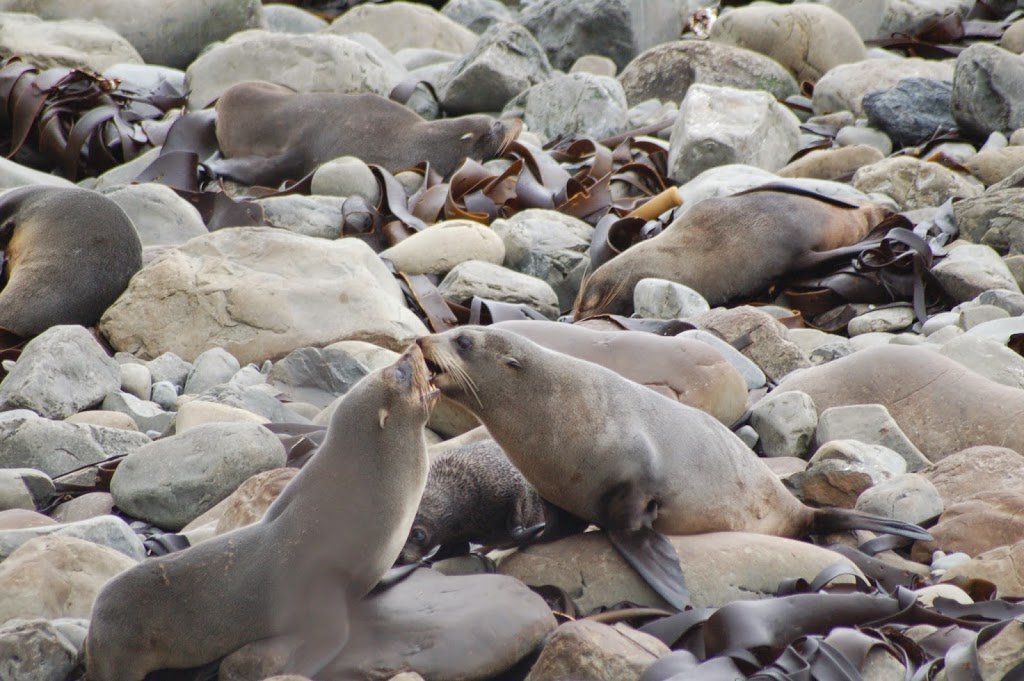 Ohau Seal Kiss - New Zealand - Itinerary Planner