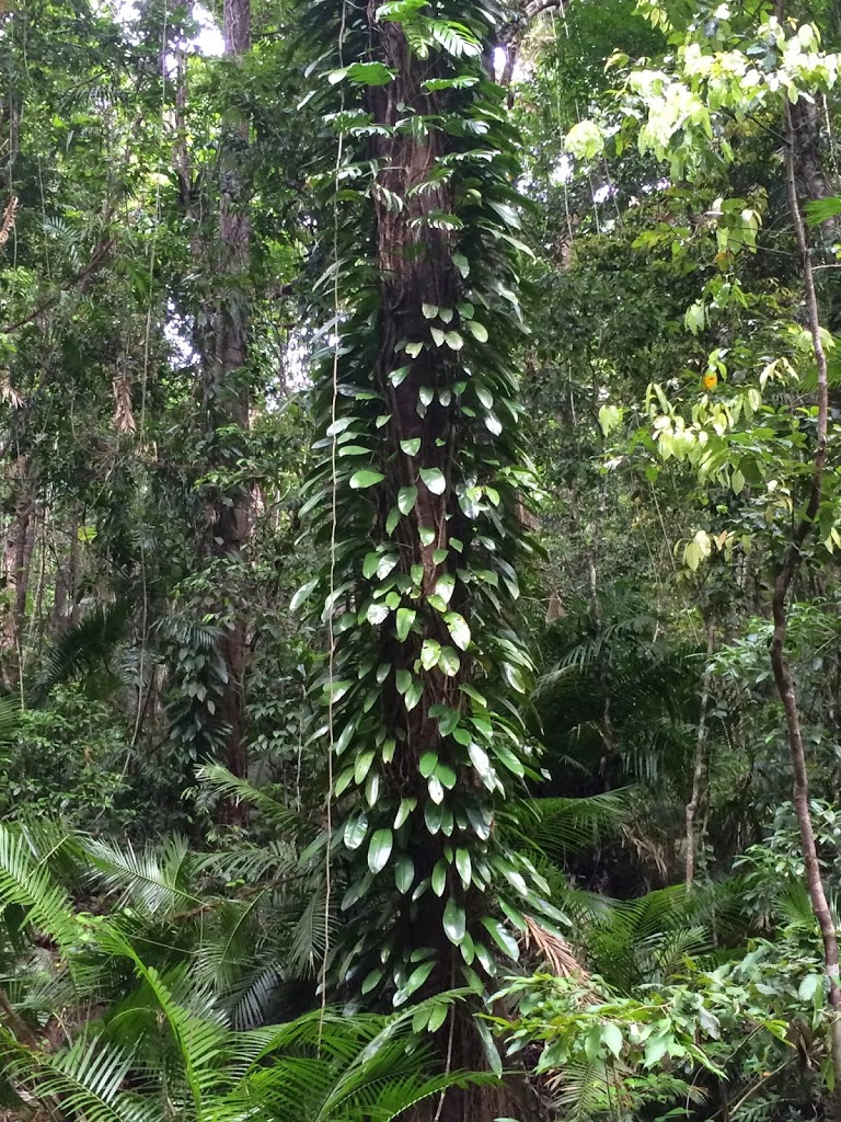 Daintree rainforest facts
