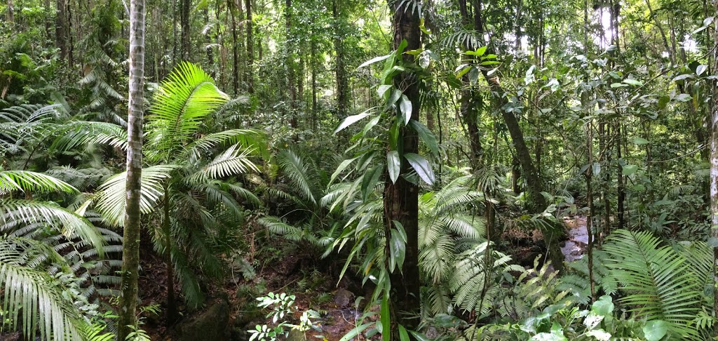 Daintree Rainforest Facts