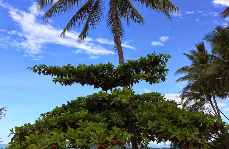 Tropical Beachside View
