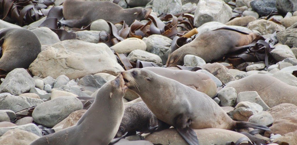 Ohau Seal Colony