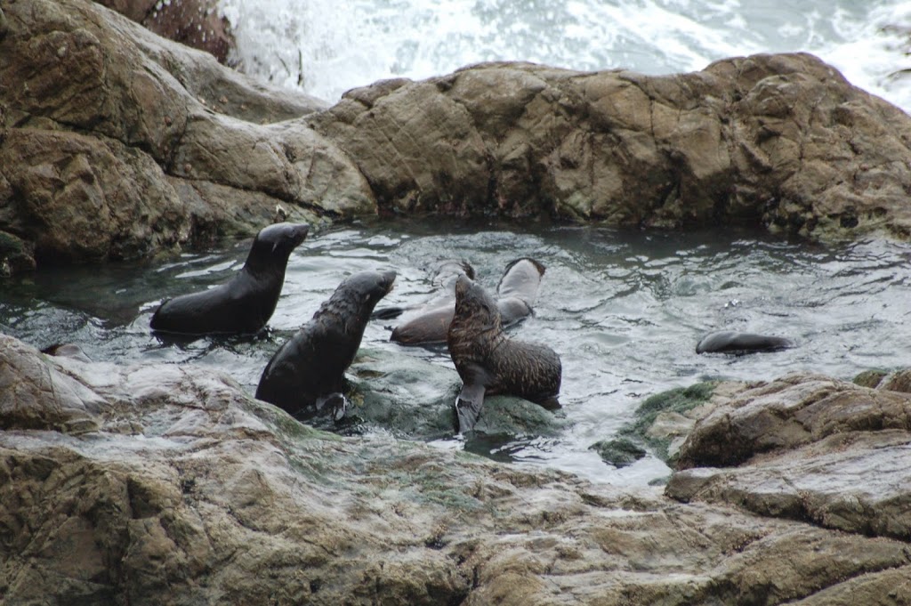 Seal Colony, Ohau, Kaikoura, New Zealand