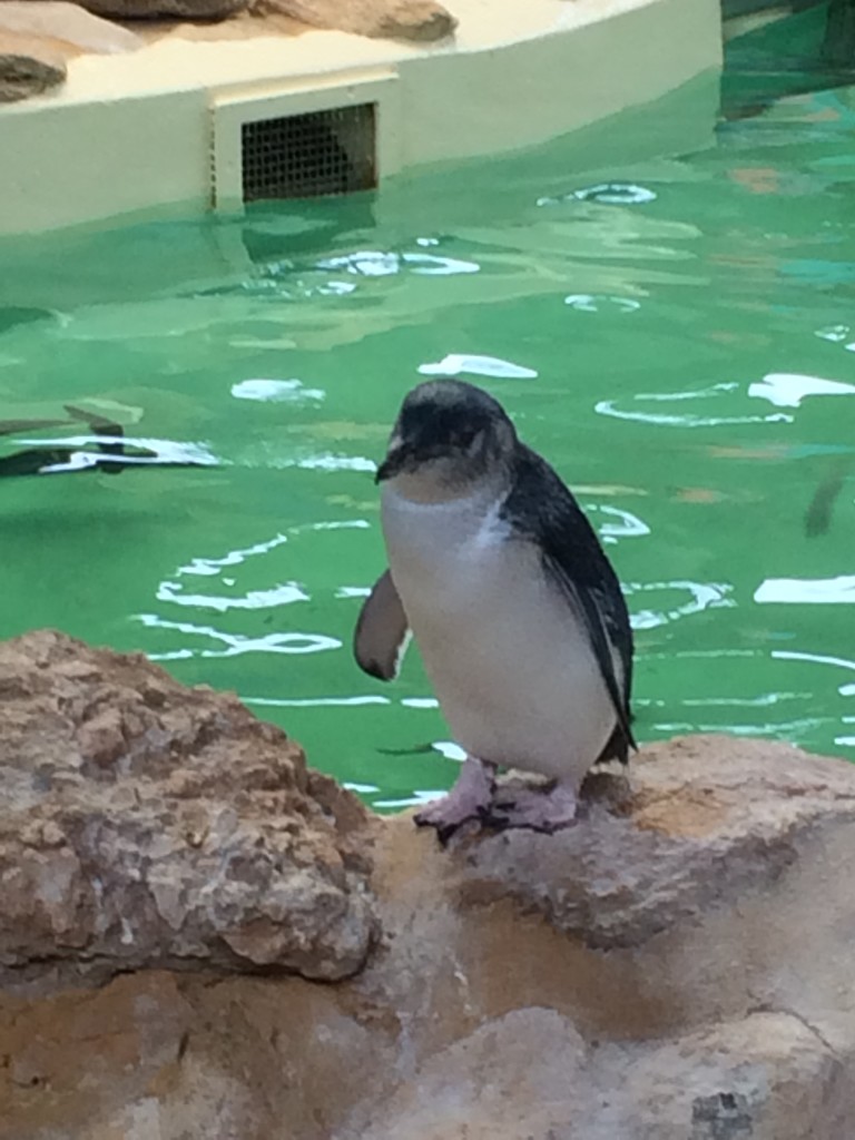 Facts about Penguins - Penguin Island