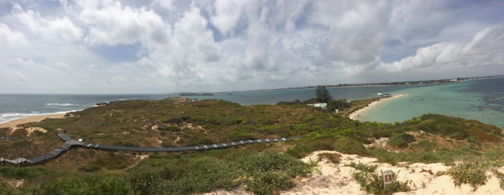 Search for facts about Penguins on Penguin Island, Western Australia