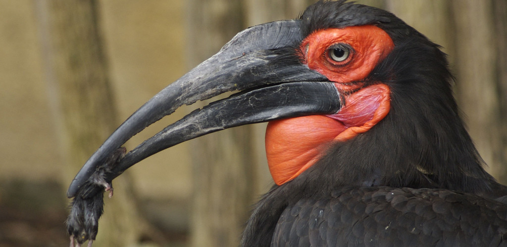 Hornbill Bird