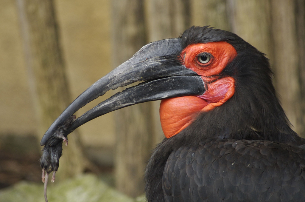 Hornbill Bird