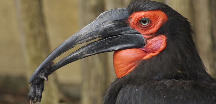 Hornbill Bird