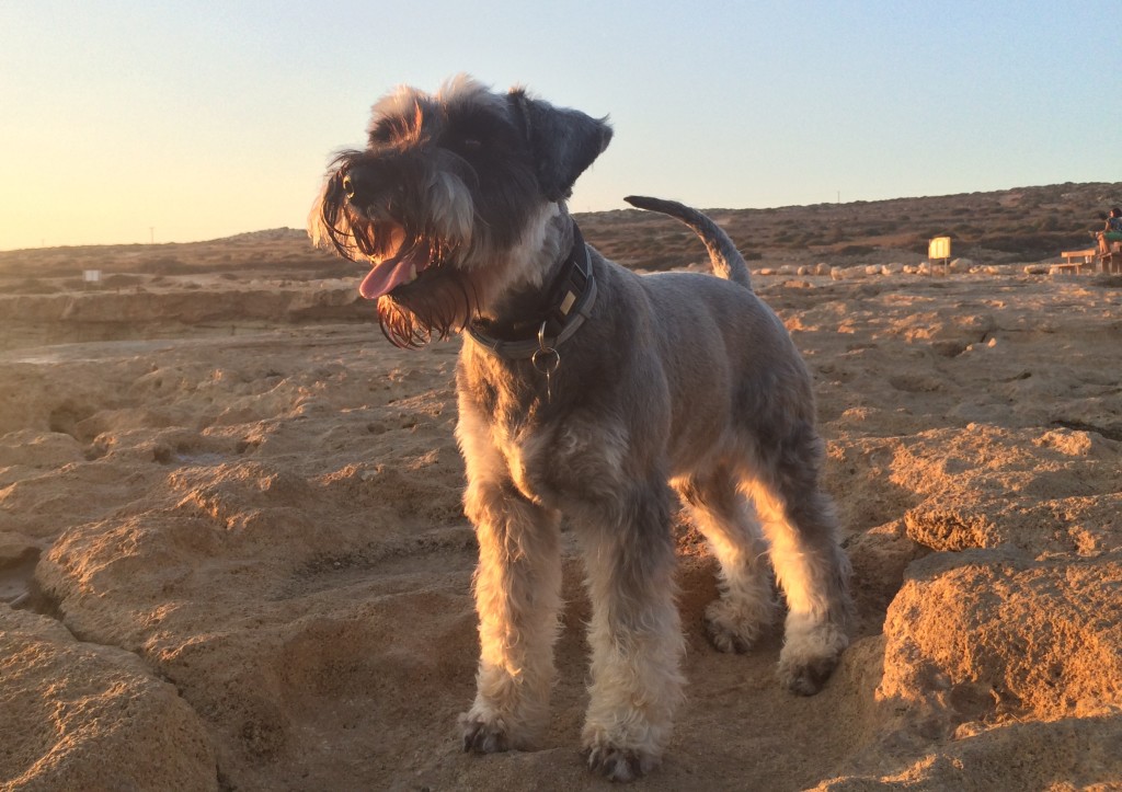 Miniature schnauzer