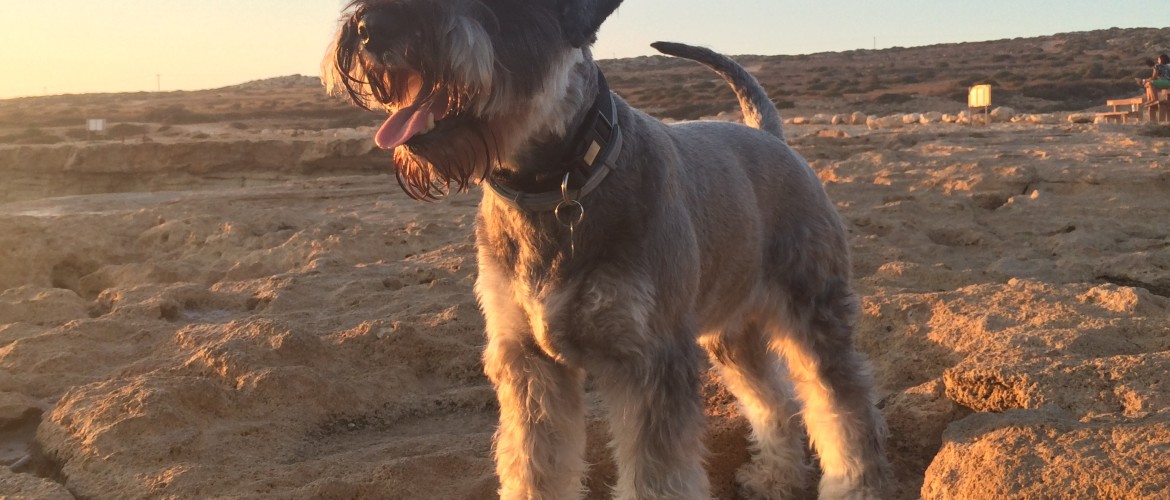 Miniature schnauzer